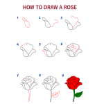 how to draw a rose